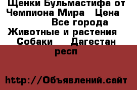 Щенки Бульмастифа от Чемпиона Мира › Цена ­ 1 000 - Все города Животные и растения » Собаки   . Дагестан респ.
